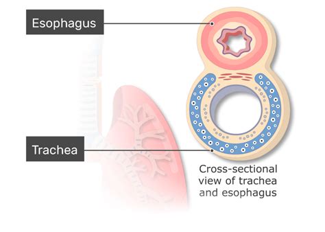 Tracheal Cartilage Diagram