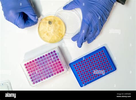 Petri dish with bacterial culture being examined antibiotic resistance in microbiology lab Stock ...