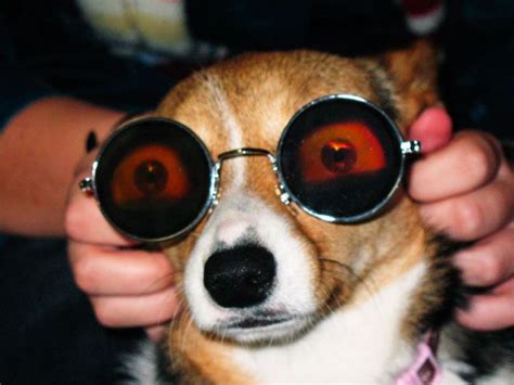 Dog with sunglasses - Funny pictures of animals