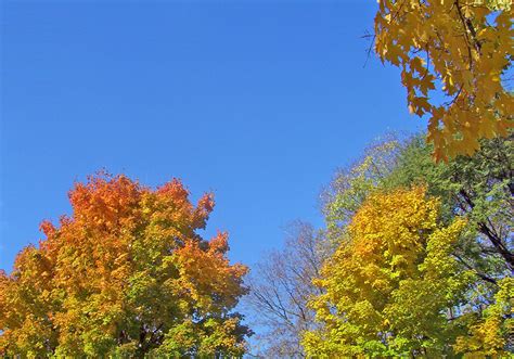 Autumn Leaves Free Stock Photo - Public Domain Pictures