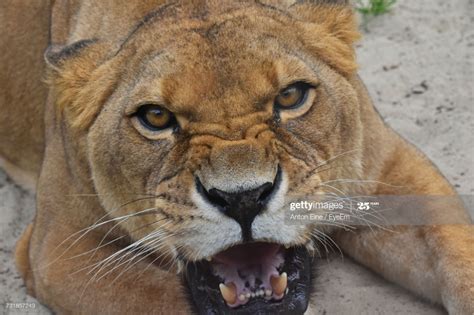 Stock Photo : Close-Up Portrait Of Angry Female Lion Roaring On Field ...