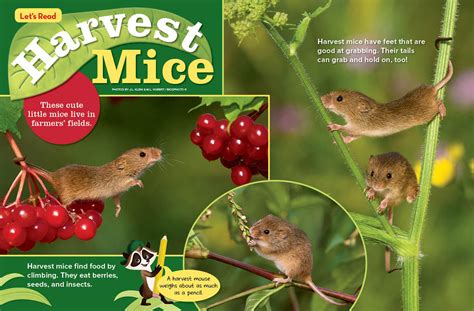 Harvest mice - NWF | Ranger Rick