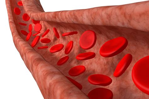 Network Of Miles-Long Blood Vessels In Human Body | MessageToEagle.com