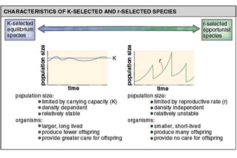 r-selected vs. K-selected species | Ap biology, Teaching, Environmental ...