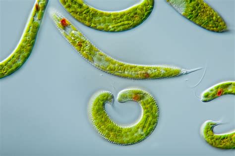 Euglena | Definition, Diagram, Movement, Classification, & Facts | Britannica