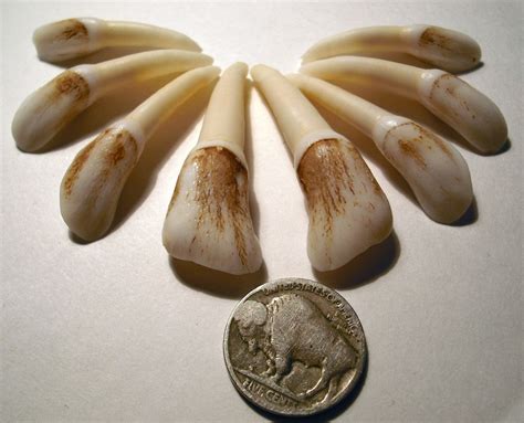 Rare Genuine Elk Teeth Lot of 8 from one Elk Extra Large