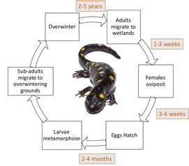 Spotted Salamander Life Cycle