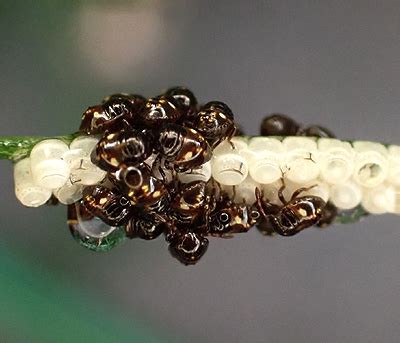 Pentatomidae nymphs, just hatched - BugGuide.Net