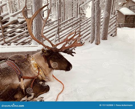 Lapland Reindeer stock photo. Image of winter, vacation - 151162808