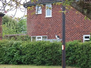 Cat on a not tin roof | An inquisitive Cat watching me walk … | Flickr