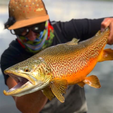 What is a Tiger Trout? [And How to Fish for Them] - Flylords Mag