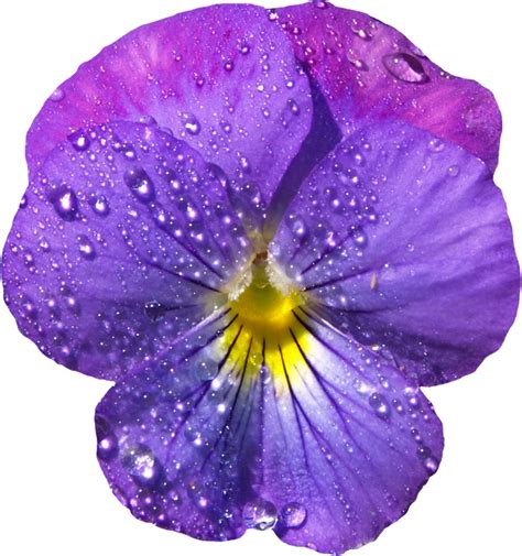 violet flower painting - Clip Art Library