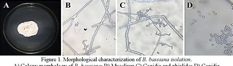 Figure 1 from Morphological and molecular identification of Beauveria ...