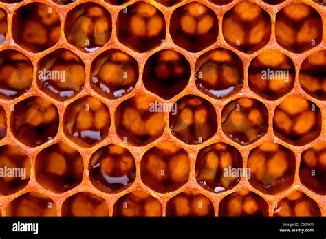 Honeycomb structure macro view background Stock Photo - Alamy