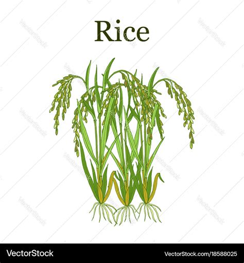 Rice plant Royalty Free Vector Image - VectorStock