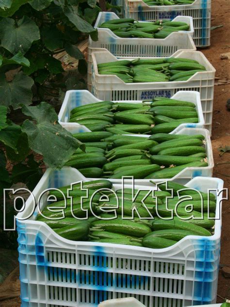 Arsu cucumber seed | Seed Turkey | Petektar Tohum