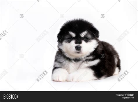 Are Malamute Puppies Fluffy