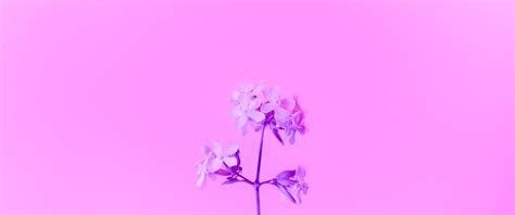 3440x1440 Purple Flower 5k UltraWide Quad HD 1440P ,HD 4k Wallpapers,Images,Backgrounds,Photos ...