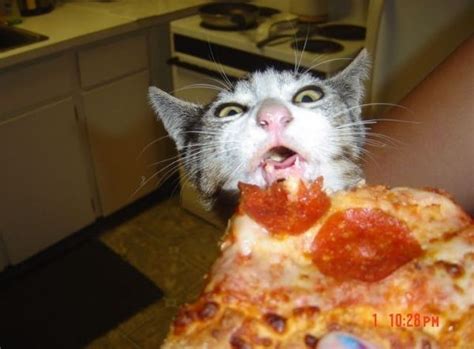 17 Cats Eating Pizza | Funny cat pictures, Cat memes, Cats