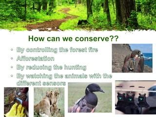 Forest conservation methods