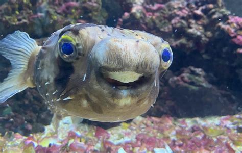 Emergency surgery for pufferfish whose teeth grew too long