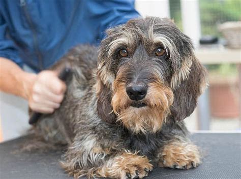 Wire Haired Dachshund 101 - Facts and Info - PlayBarkRun