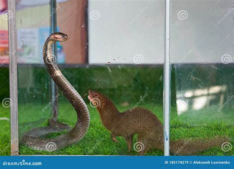 King Cobra Against Mongoose at the Zoo Editorial Stock Image - Image of exotic, fear: 185174279