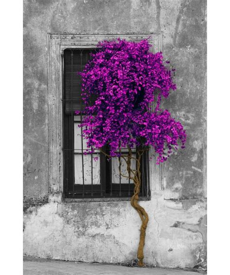 East Urban Home 'Tree in Front of Window' Graphic Art Print & Reviews ...