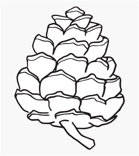 Black And White Pinecone Clip Art Www - Pine Cone Drawing Easy , Free ...