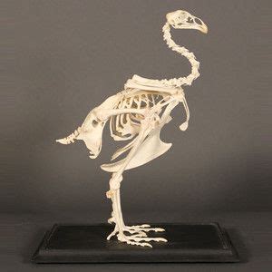 Female Chicken Skeleton now featured on Fab. | Animal skeletons, Skull ...