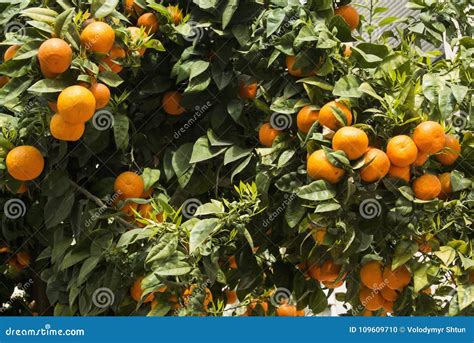 Orange Trees on Street of Valencia, Spain. Tangerine Tree with Ripe ...