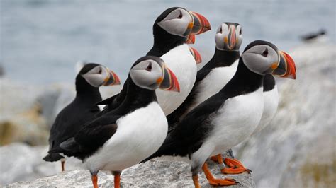 Maine Bold Coast Puffin Tour on Machias Seal Island