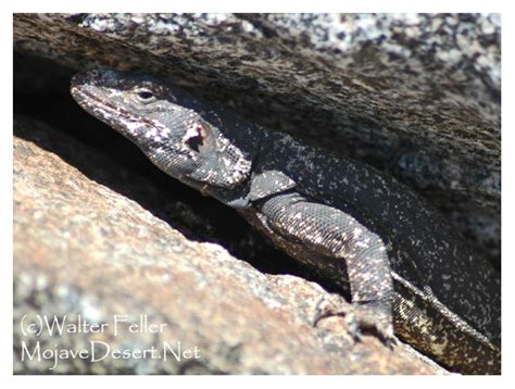 Chuckwalla Lizard