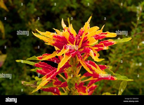 Amaranthus tricolor, Joseph's Coat Stock Photo - Alamy