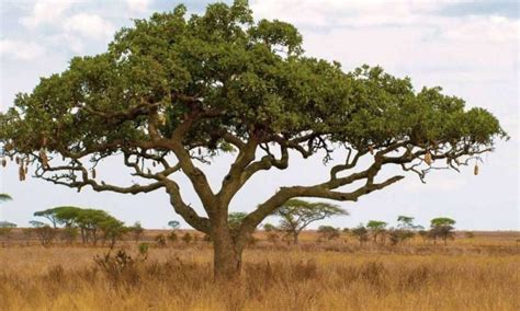 The Three Most Famous Trees in Tanzania | Tanzania Safaris Tours