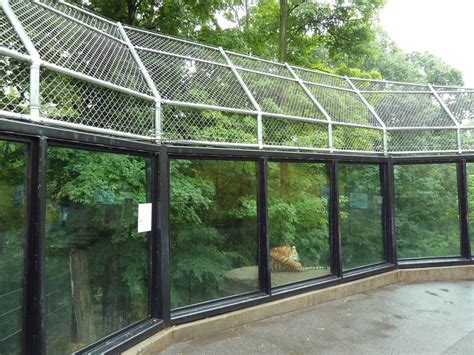 Amur Tiger Exhibit (Huge Enclosure) - ZooChat