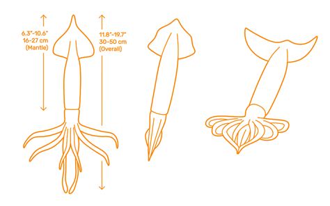 Japanese Flying Squid (Todarodes pacificus) Dimensions & Drawings | Dimensions.com