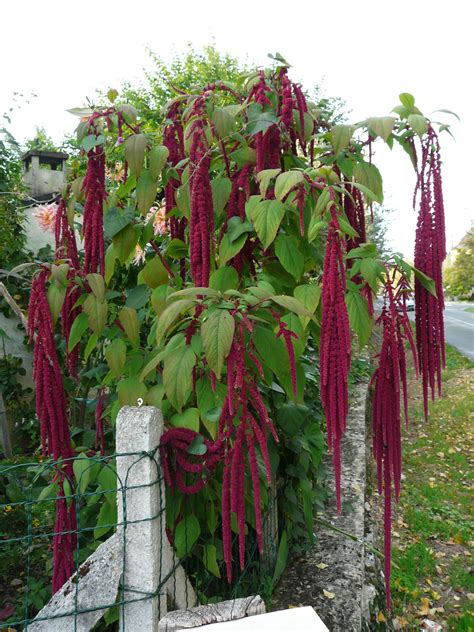 Amaranth - GartenMagazine.de