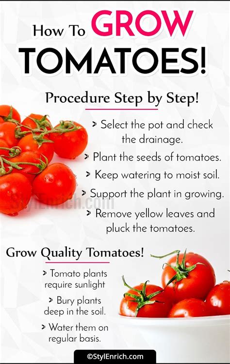 Welcome to Gabriel Atanbiyi Blog: How To Grow Tomatoes Step By Step ...