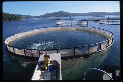 The Rise in Aquaculture