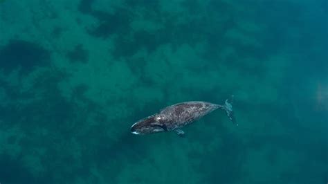 Bowhead whale | Habitat and migration - WWF Arctic