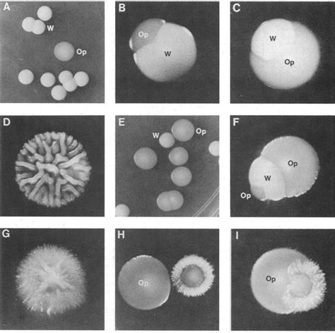 Examples of colony morphology in the white-opaque transition and other... | Download Scientific ...