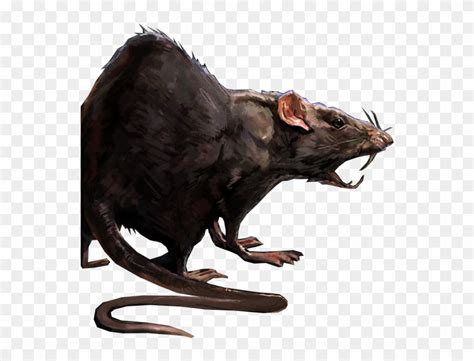 Cranium Rat Angry Rats Dnd Png,Rats Png Free Transparent, 53% OFF