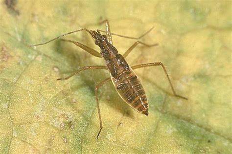 damsel bug nymph – IPM Guidelines For Grains