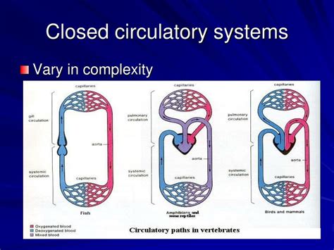 He 25 Step Simple Definition Of Closed Circulatory System References | Street Workout Cardio