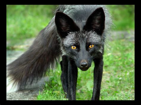 Black fox by Catastrophe-Meow on DeviantArt