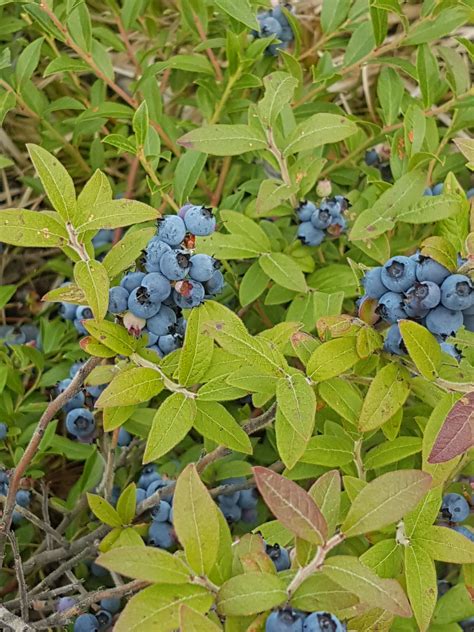 Blueberry Time : r/Blueberries