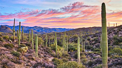 Los pobladores del desierto de Sonora | Desierto de sonora, Paisaje de ...