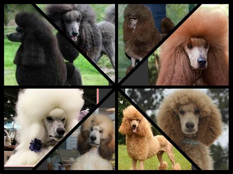 Genetics behind Coat Color - Nova's Standard Poodles