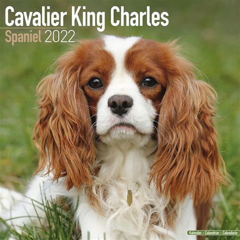 Cavalier King Charles Calendar | Dog Breed | Pet Prints Inc